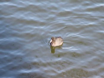 Sun, 2/7/2021 Birding report at 愛知県名古屋市庄内川