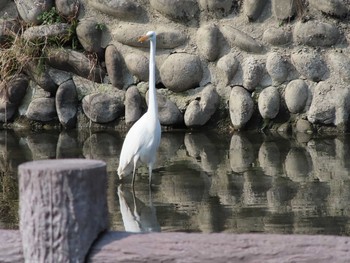 ダイサギ 愛知県名古屋市庄内川 2021年2月7日(日)