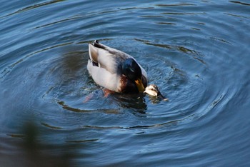 Mallard 和歌山城公園 Sat, 2/6/2021