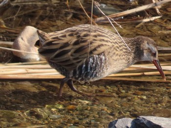 Brown-cheeked Rail 岡山百間川 Sun, 2/7/2021