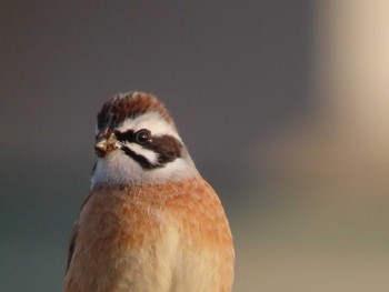 Meadow Bunting 岡山百間川 Sun, 2/7/2021