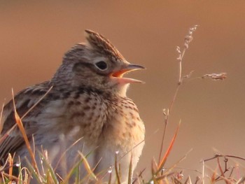 Eurasian Skylark 岡山屋 Sun, 2/7/2021