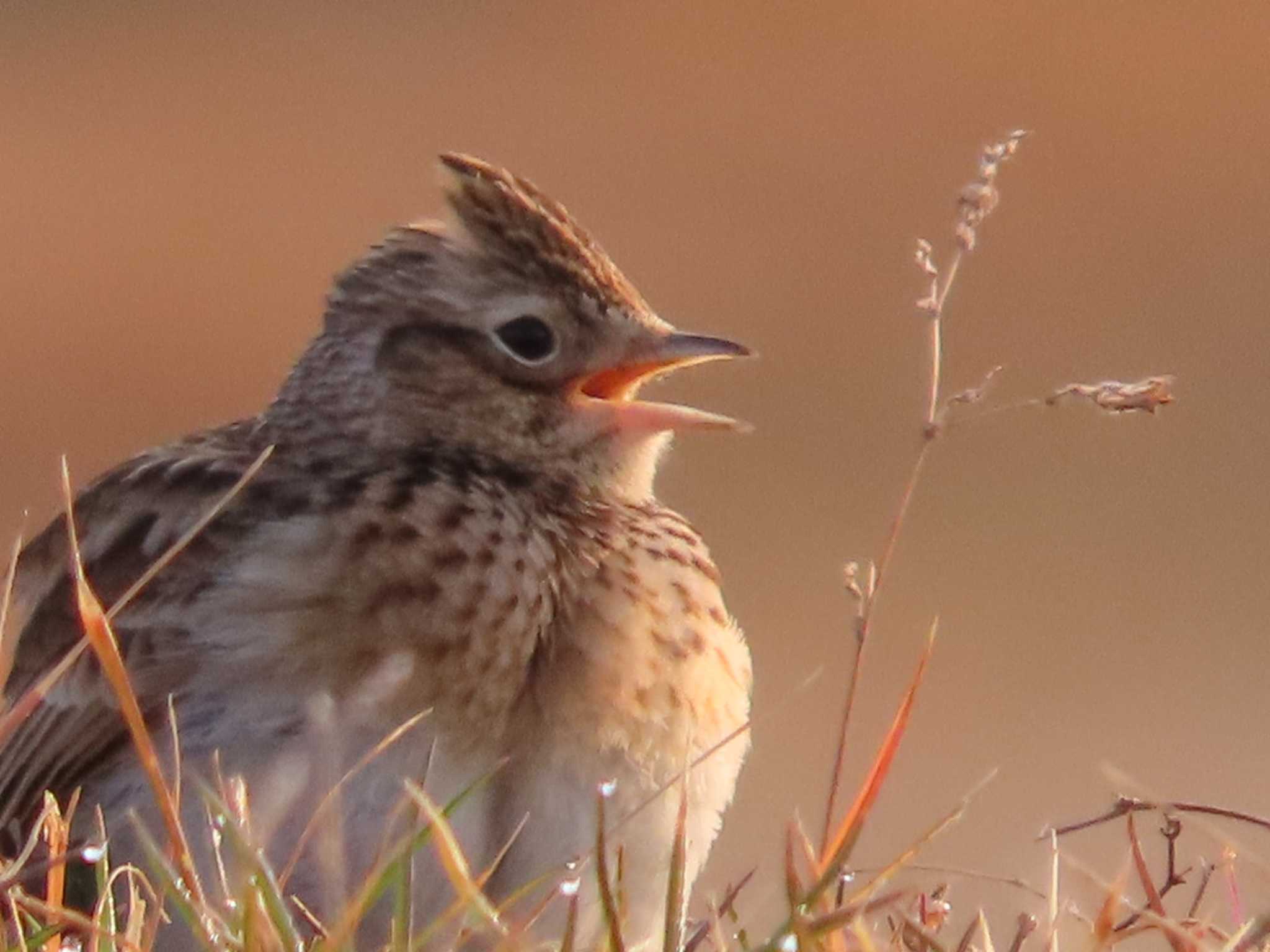 Photo of Eurasian Skylark at 岡山屋 by タケ