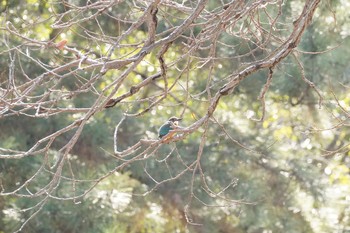 カワセミ 服部緑地 2021年2月5日(金)