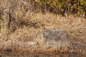 2021年2月5日(金) 服部緑地の野鳥観察記録