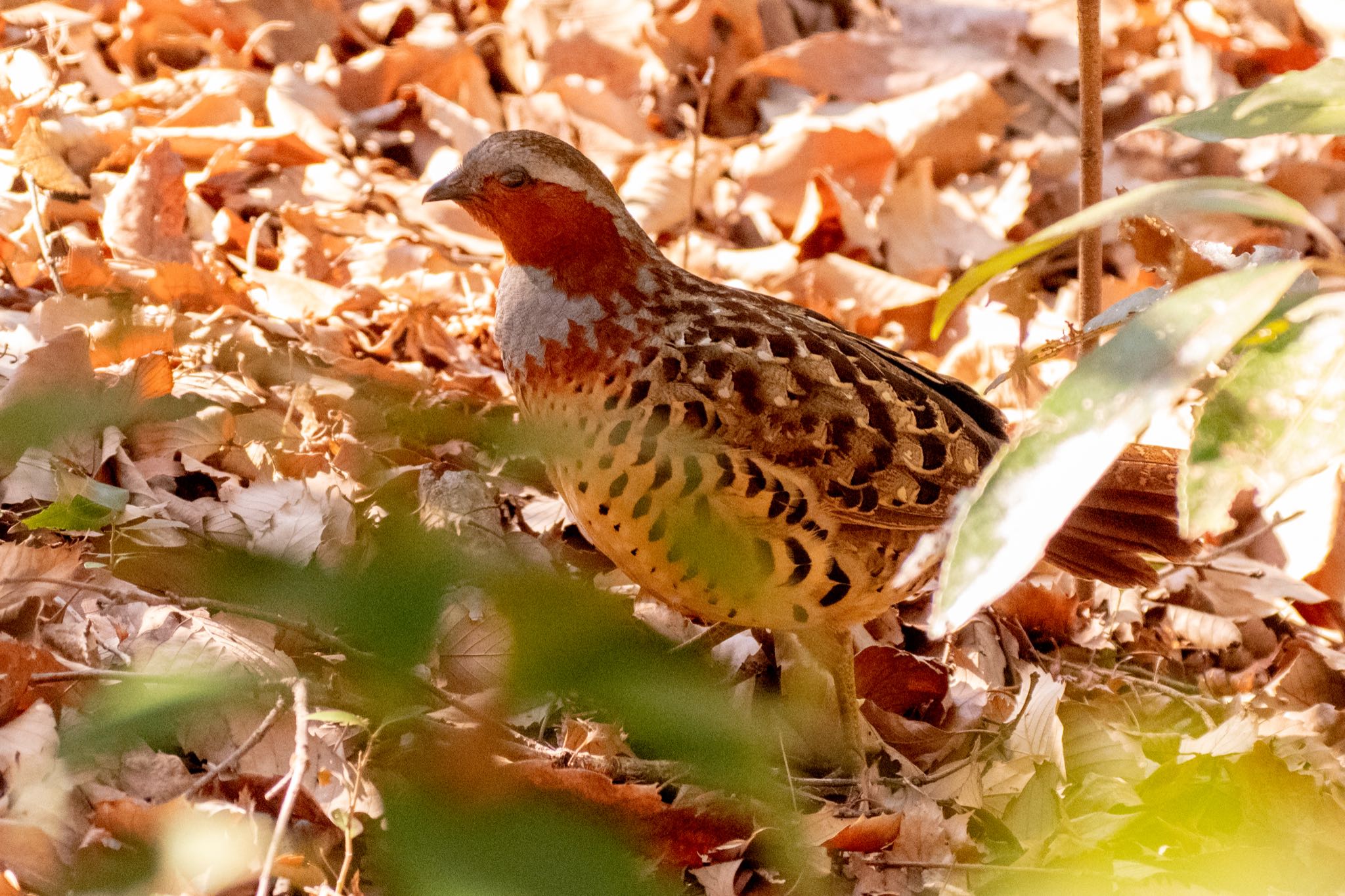 21年02月06日 土 東京都立桜ヶ丘公園 聖蹟桜ヶ丘 の野鳥観察記録 By Marco Birds バードウォッチングならzoopicker