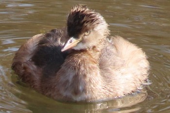 Little Grebe 岡山百間川 Sun, 2/7/2021