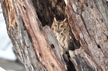 Japanese Scops Owl Unknown Spots Sun, 2/7/2021