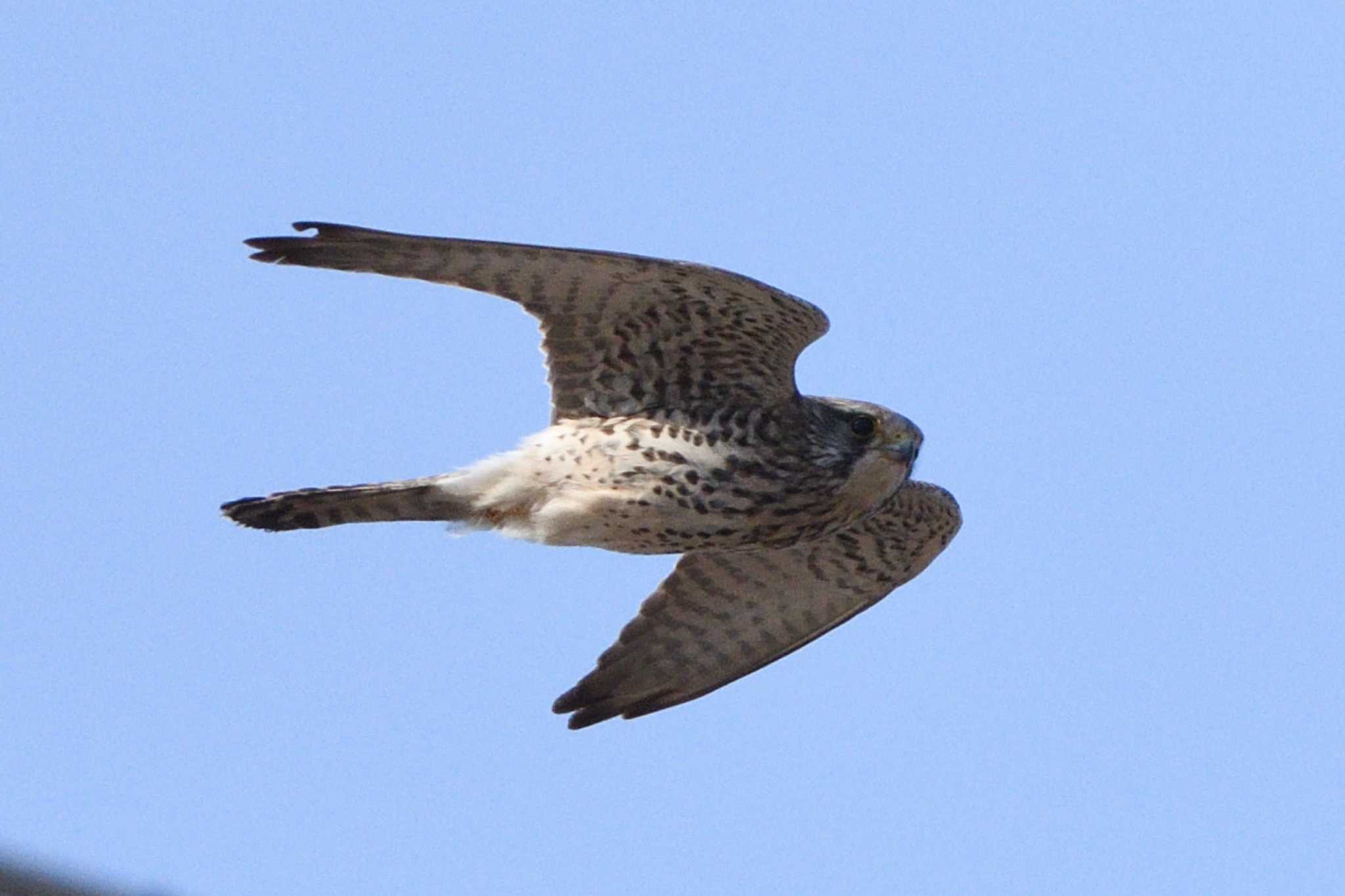 Photo of Common Kestrel at  by AI ZA