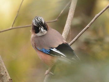 カケス 大麻生野鳥の森公園 2021年2月7日(日)