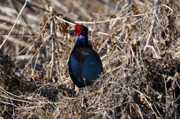 2021年2月7日(日) 浅羽ビオトープの野鳥観察記録