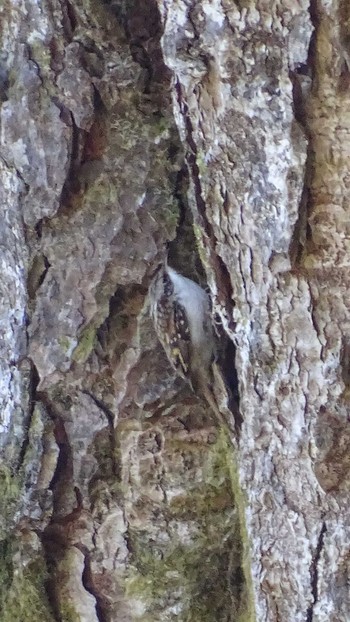 Eurasian Treecreeper 御岳山 Sun, 2/7/2021