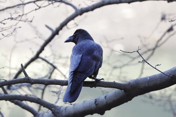 Large-billed Crow 神奈川県立三池公園 Sat, 2/6/2021