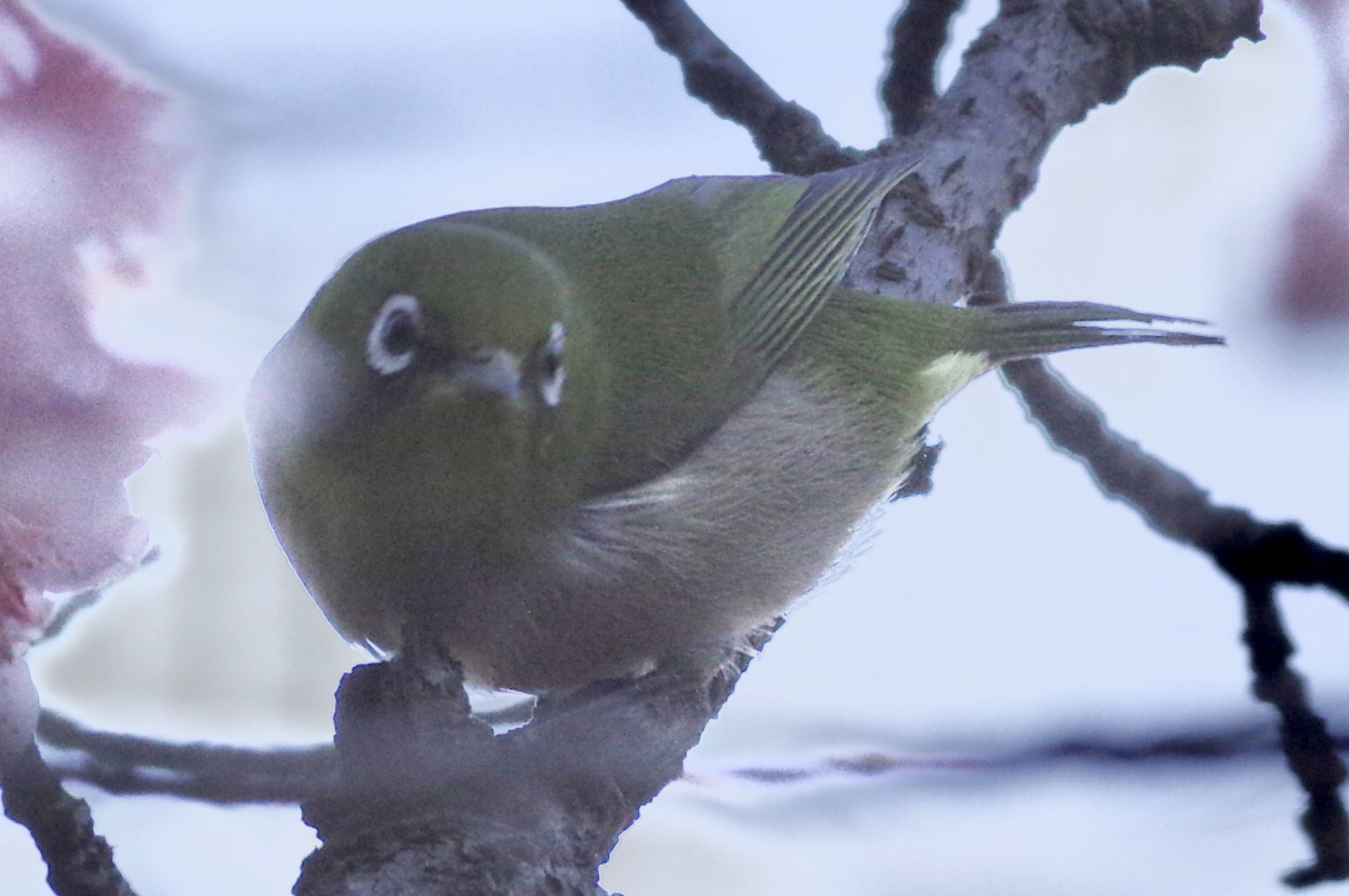 Warbling White-eye