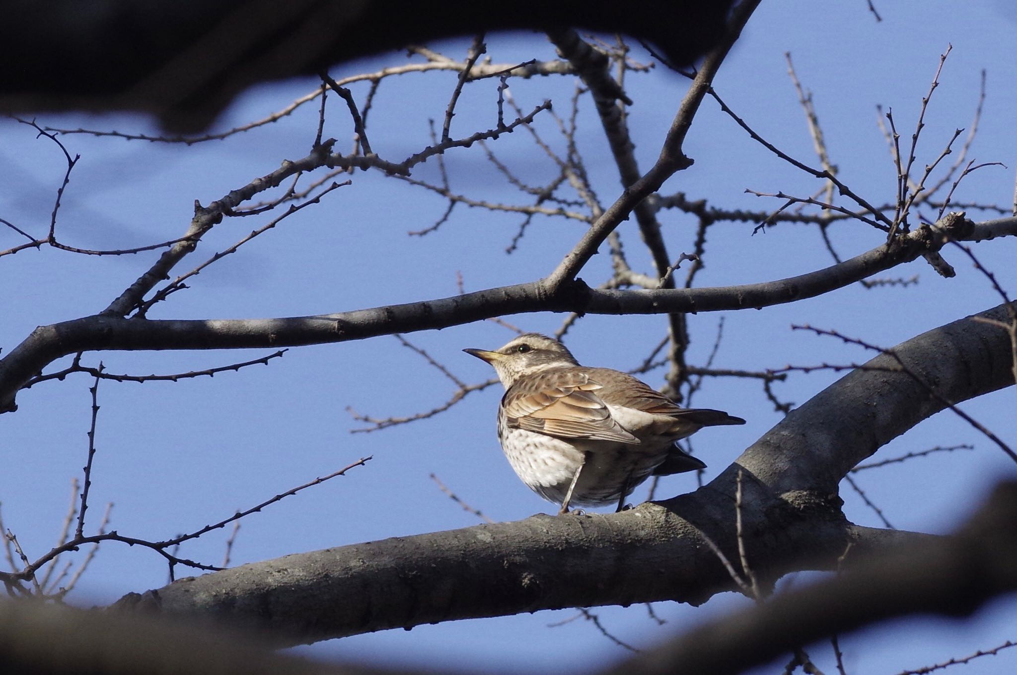 Photo of Dusky Thrush at 神奈川県立三池公園 by TOMOTOMO