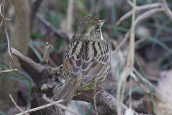 Sat, 2/6/2021 Birding report at 神奈川県立三池公園