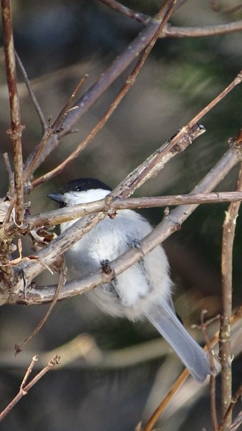 Willow Tit 御岳山 Sun, 2/7/2021