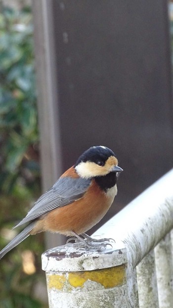 Varied Tit 御岳山 Sun, 2/7/2021