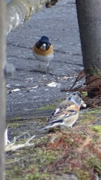 Brambling 御岳山 Sun, 2/7/2021