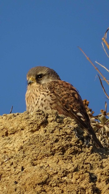 Common Kestrel 屏風岩 銚子 Sun, 1/3/2021