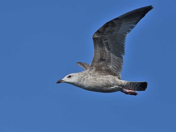 カモメ 銚子漁港 2021年2月6日(土)