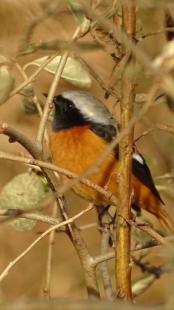 Daurian Redstart 屏風岩 銚子 Sun, 1/3/2021