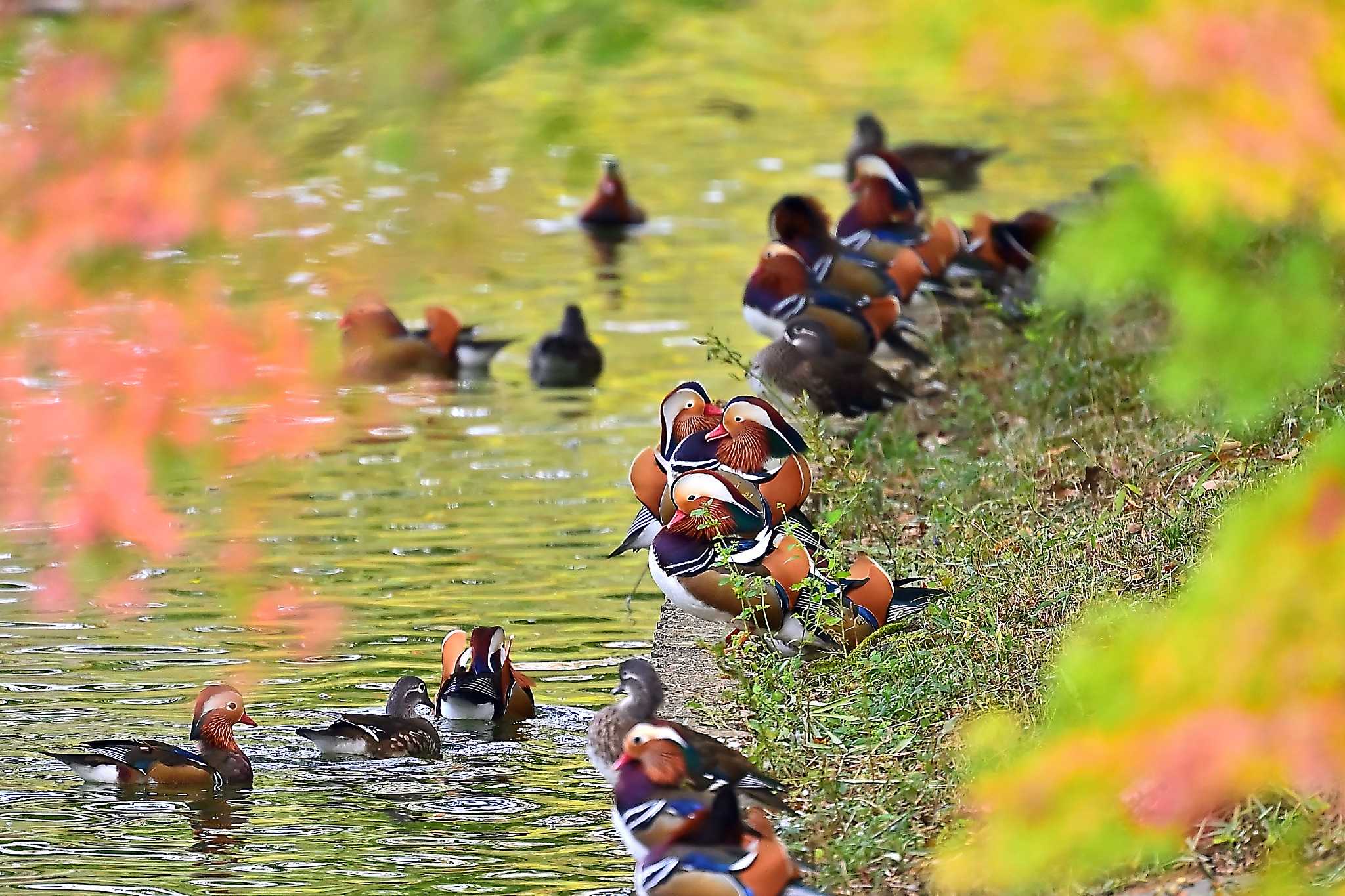 Photo of Mandarin Duck at 佐倉 by birds@hide3
