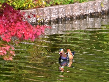 Mandarin Duck 佐倉 Sun, 11/1/2020