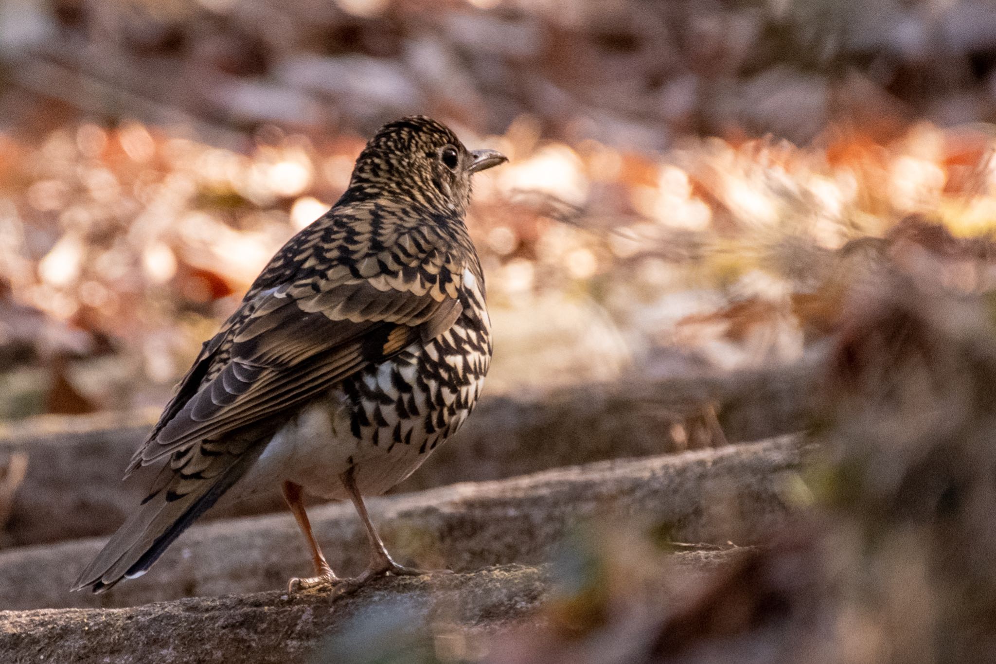 東京都立桜ヶ丘公園(聖蹟桜ヶ丘) トラツグミの写真 by Marco Birds