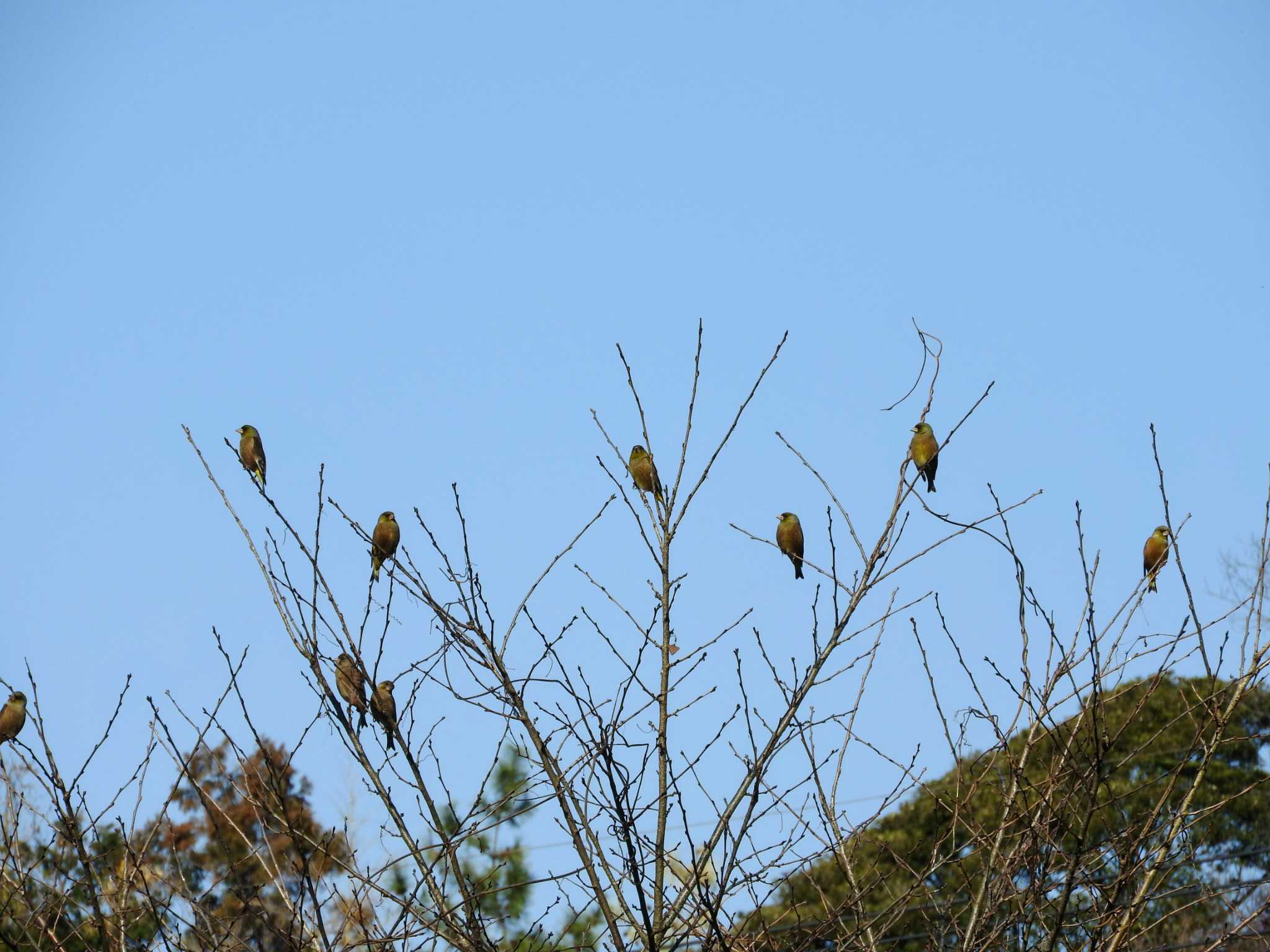 カワラヒワの群