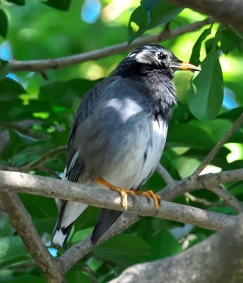 Sun, 2/7/2021 Birding report at 大井埠頭(大井ふ頭)