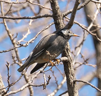 White-cheeked Starling 大井埠頭(大井ふ頭) Sun, 2/7/2021