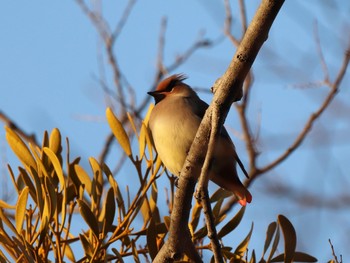 2021年2月6日(土) 岡崎公園の野鳥観察記録