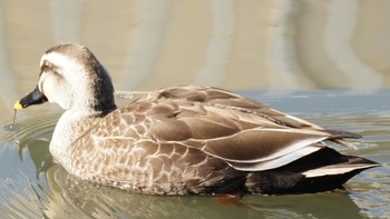 2021年2月7日(日) 芝川第一調節池(芝川貯水池)の野鳥観察記録