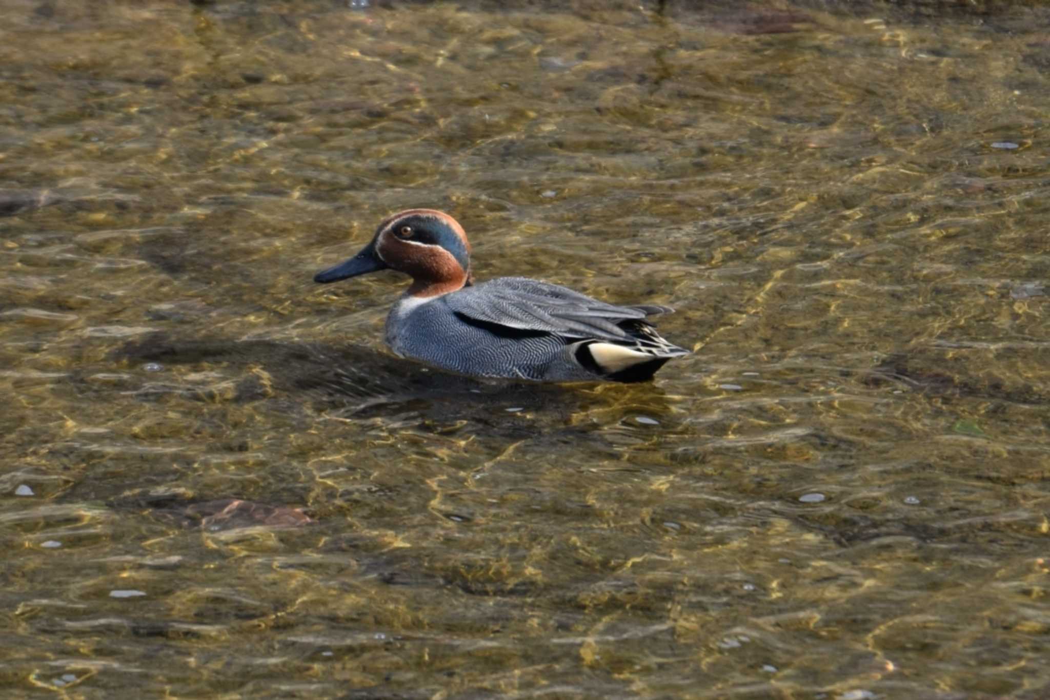 Eurasian Teal