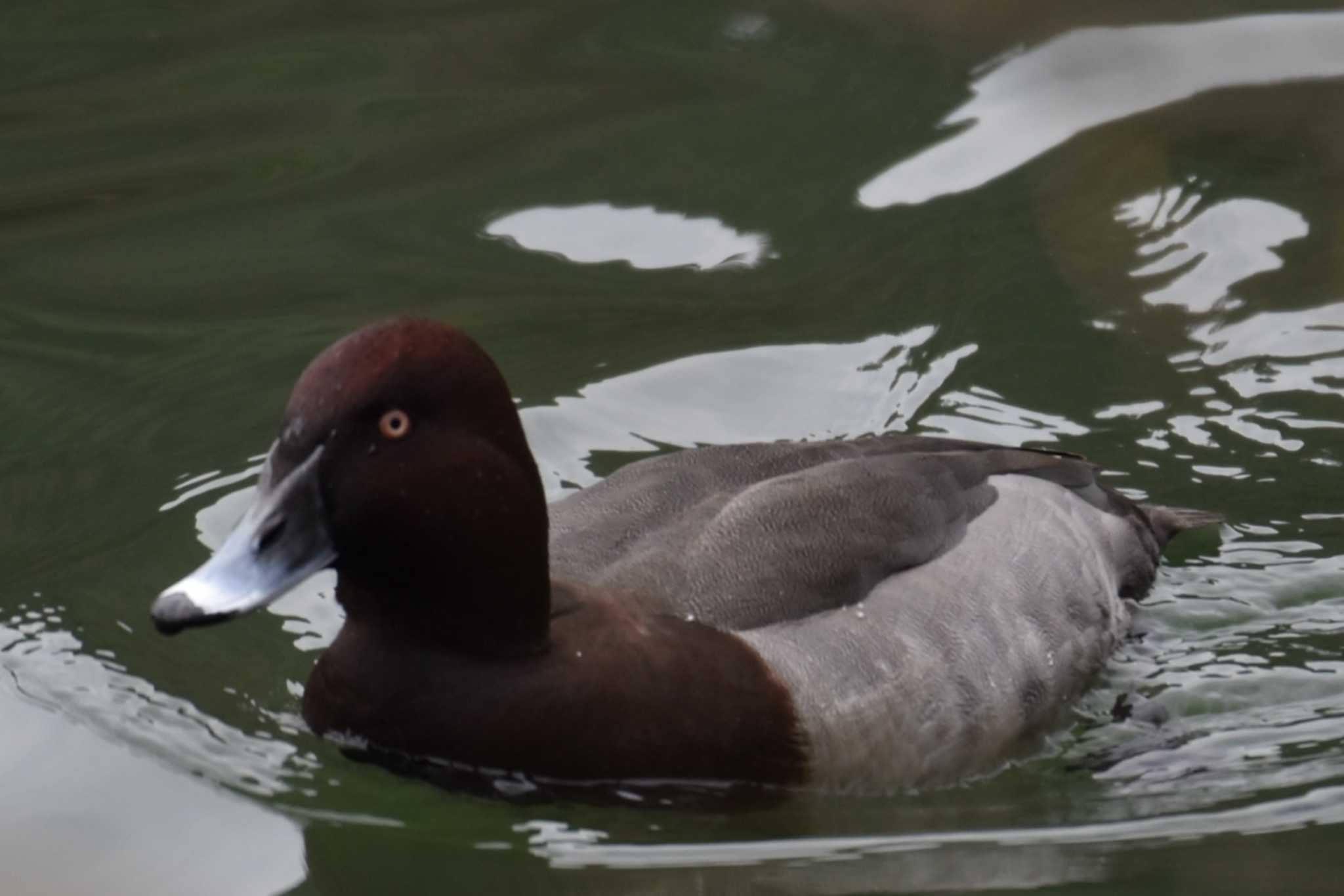 Photo of Common Pochard at 京都市宝ヶ池公園 by 五色鳥