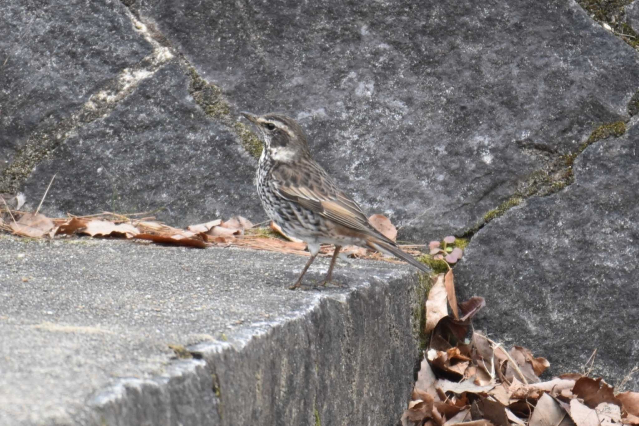 京都市宝ヶ池公園 ツグミの写真