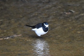 セグロセキレイ 京都市宝ヶ池公園 2021年2月7日(日)