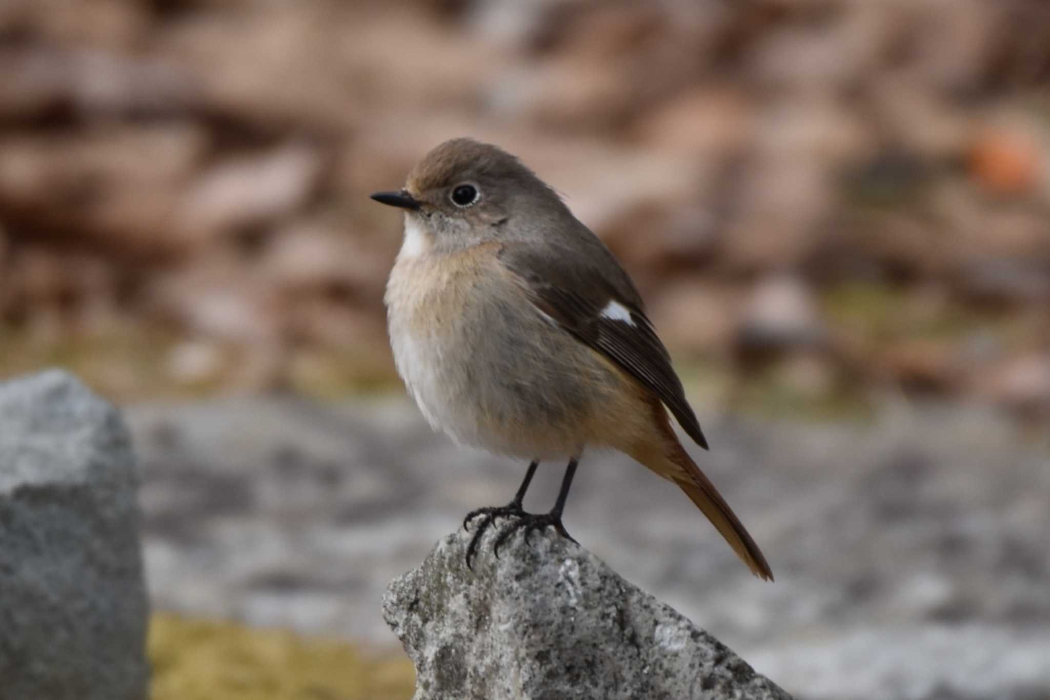 京都市宝ヶ池公園 ジョウビタキの写真