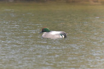 ヨシガモ 滋賀県希望が丘文化公園 2021年2月7日(日)