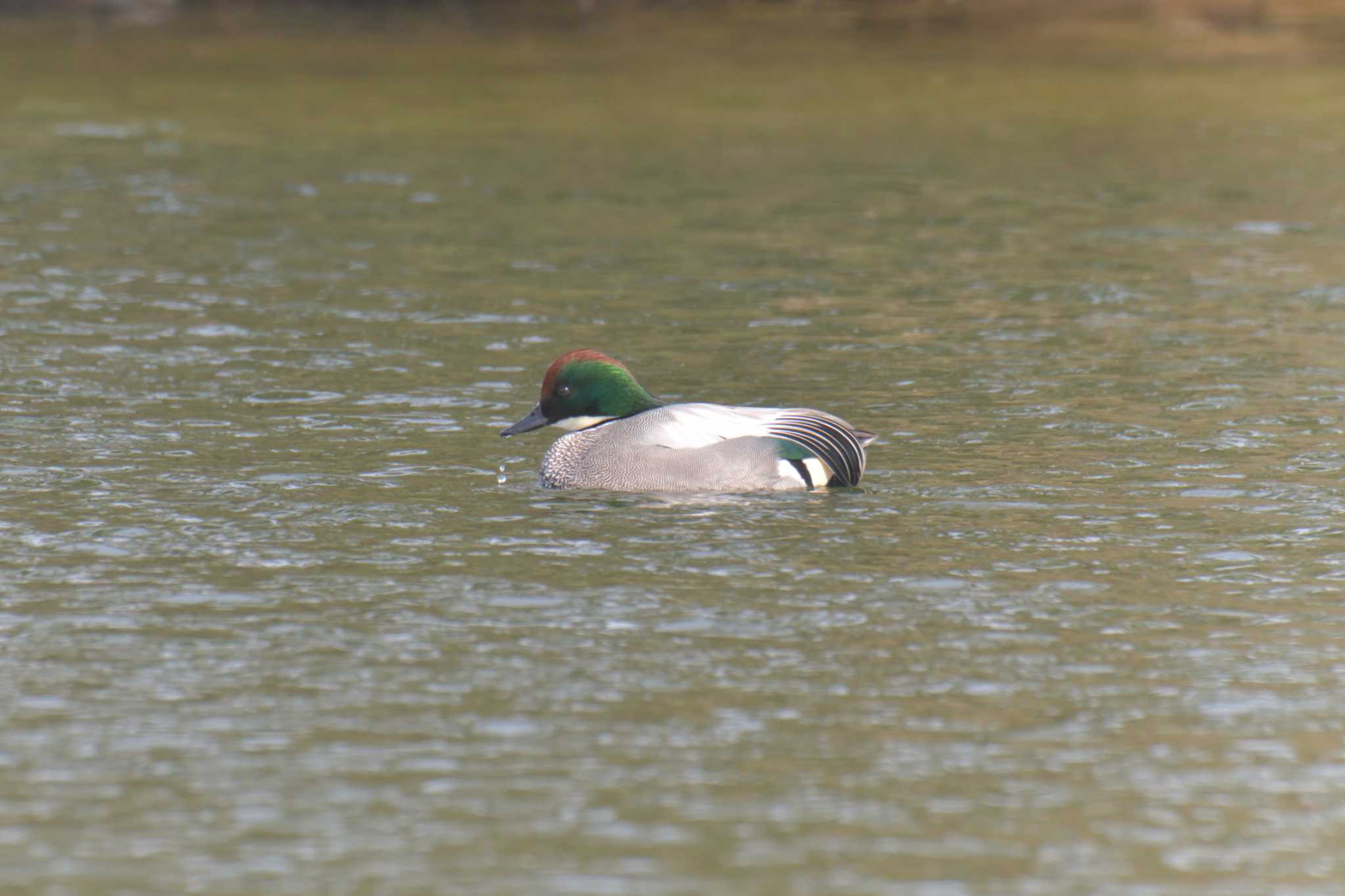 滋賀県希望が丘文化公園 ヨシガモの写真 by masatsubo