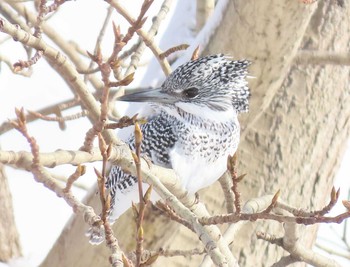 Crested Kingfisher Unknown Spots Sun, 2/7/2021