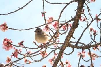 ジョウビタキ 丸亀市福成寺 2021年1月30日(土)