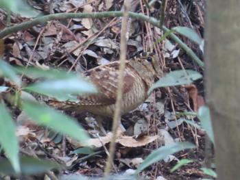 2021年2月7日(日) 東高根森林公園の野鳥観察記録