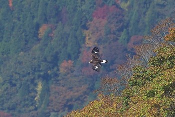 イヌワシ 伊吹山 2020年10月31日(土)