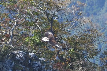 イヌワシ 伊吹山 2020年11月2日(月)