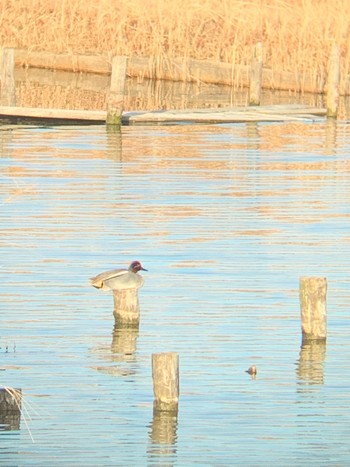 Eurasian Teal 乃木浜総合公園 Sat, 2/6/2021