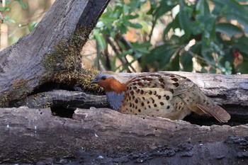 2021年2月7日(日) 浅間山公園(府中市)の野鳥観察記録