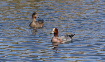 Eurasian Wigeon 静岡県焼津市 Sat, 12/24/2016