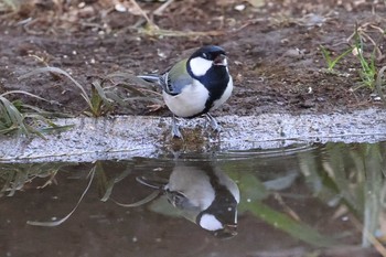 シジュウカラ 浅間山公園(府中市) 2021年2月7日(日)